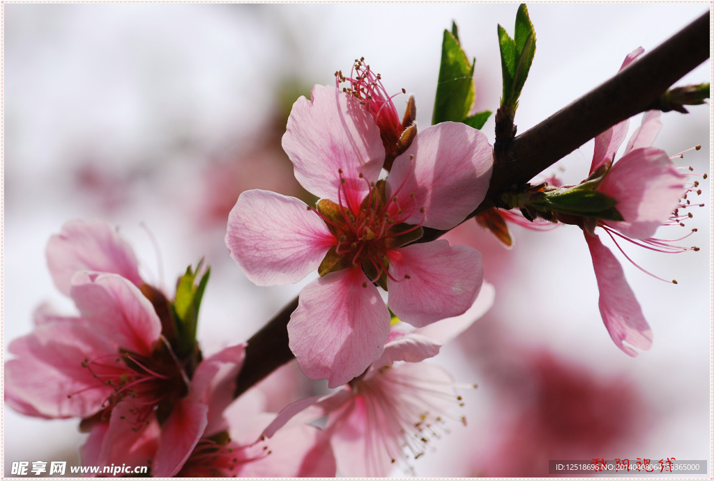 桃花