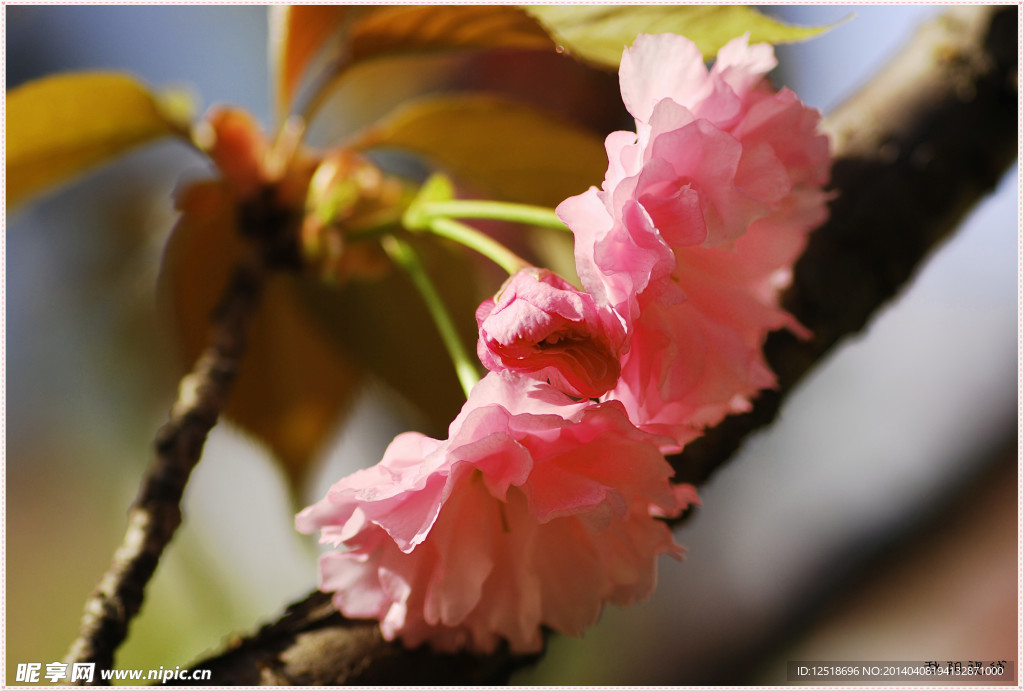 樱花