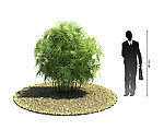 热带树木模型