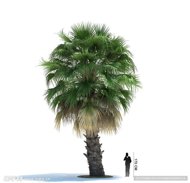 热带树木模型 棕榈树