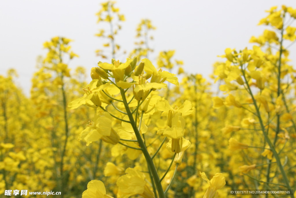 油菜花