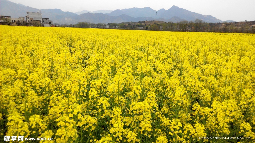 油菜花