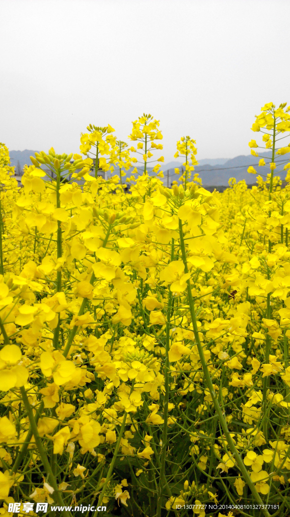 油菜花