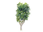植物树