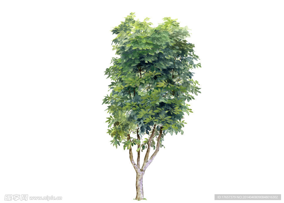 植物树