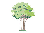 植物树