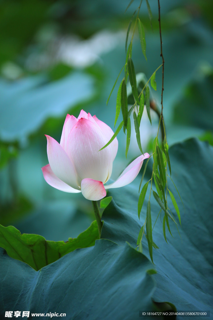 荷花垂柳