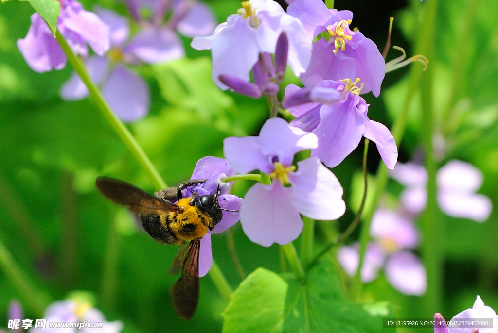 蜂与花