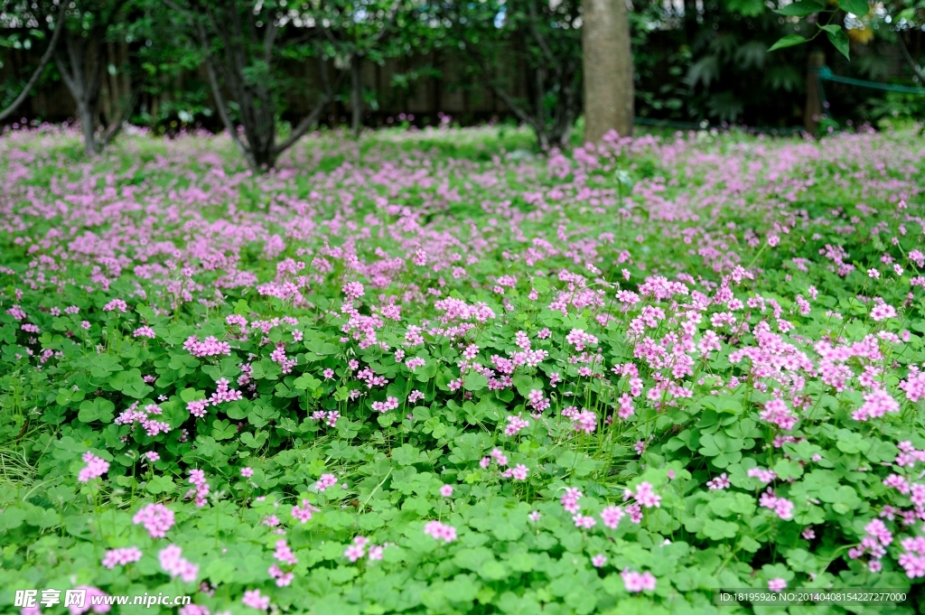 小花