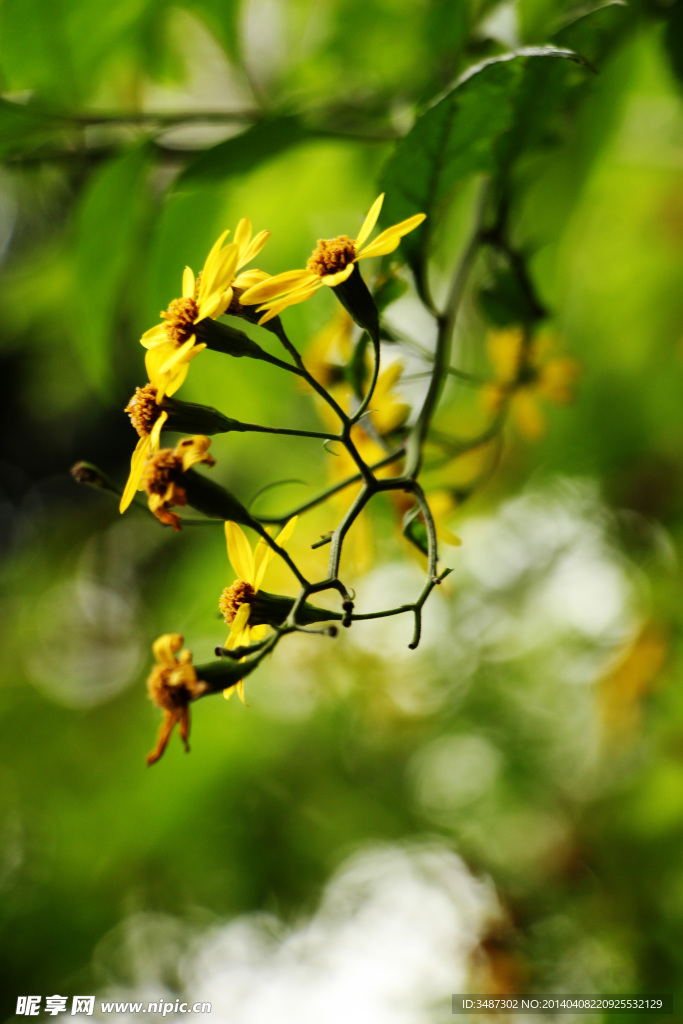 小黄花