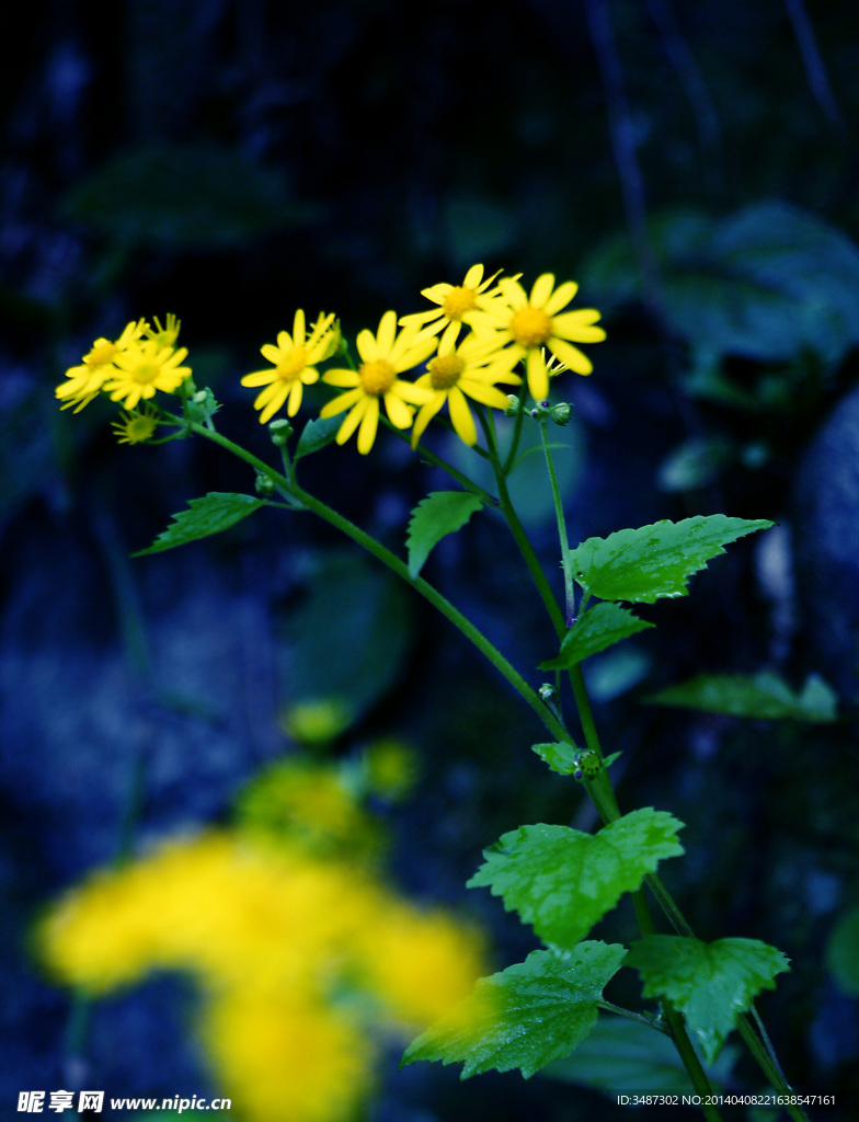 小菊花