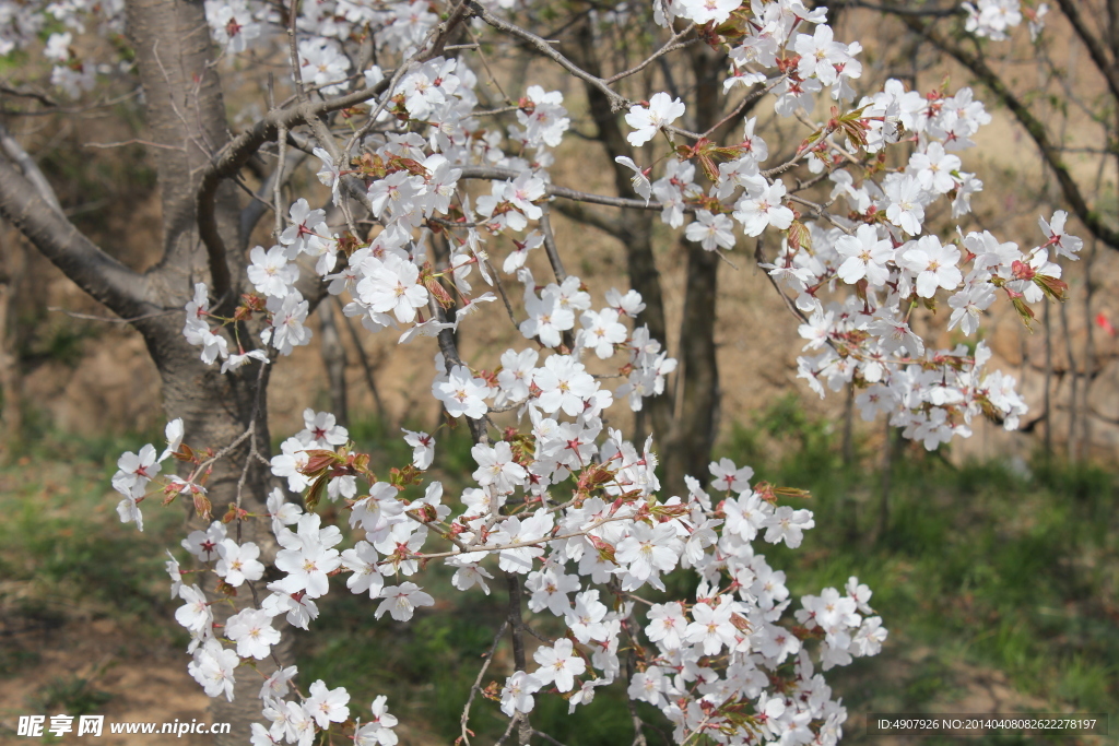 鲜花嫩叶