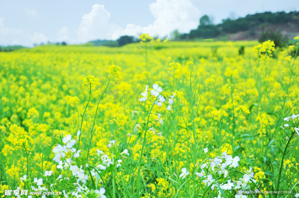 油菜花