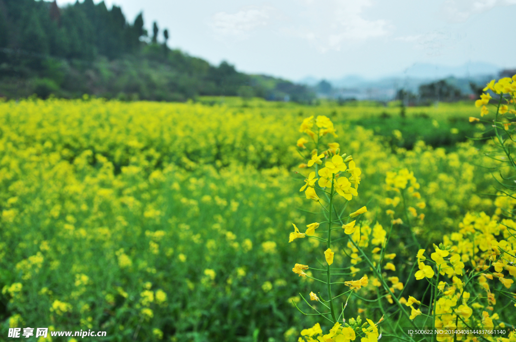 油菜花