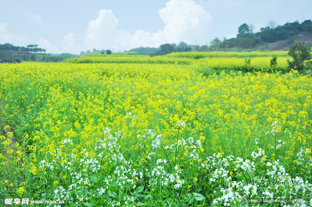 油菜花