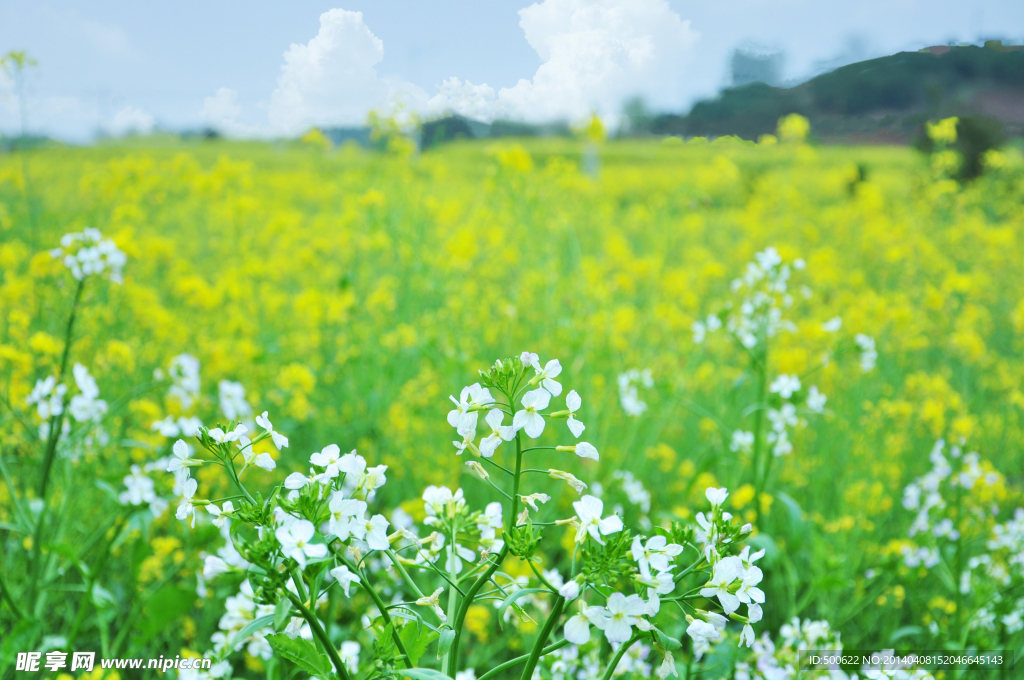 油菜花