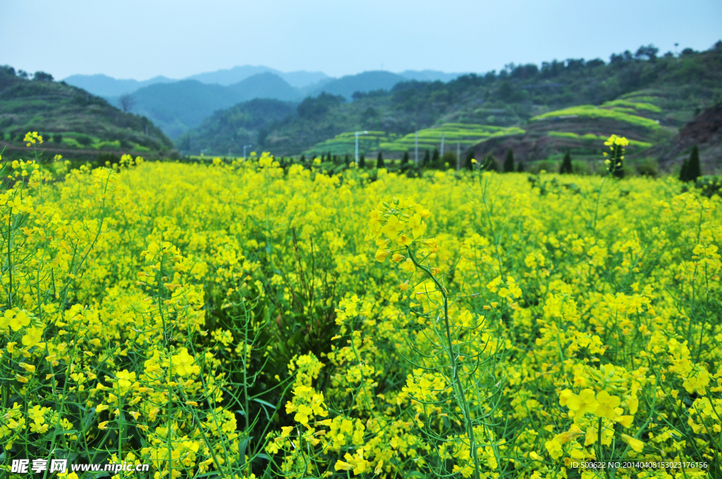 油菜花