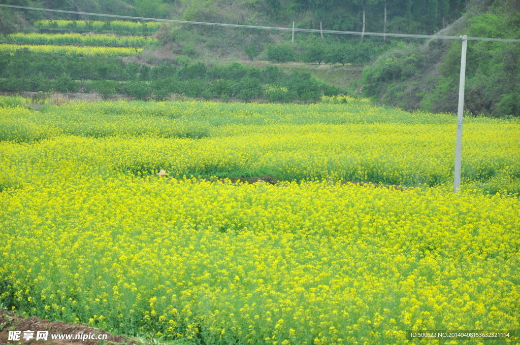 油菜花