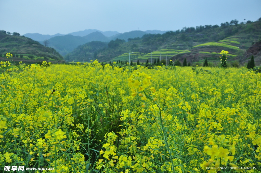 油菜花