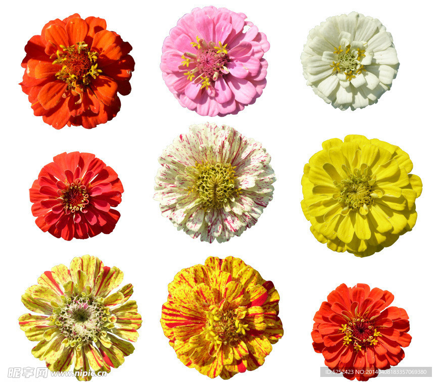 高清鲜花