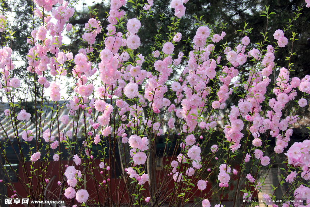 桃花