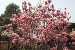 玉兰花