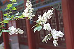 丁香花