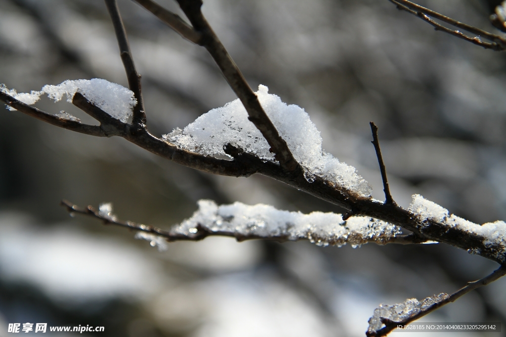 落枝雪
