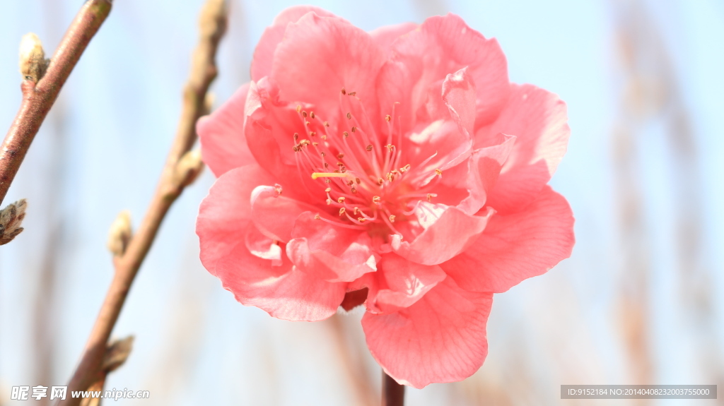 美丽的桃花