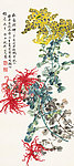 双色菊