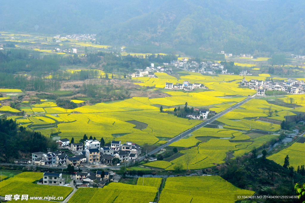 柯村油菜花海