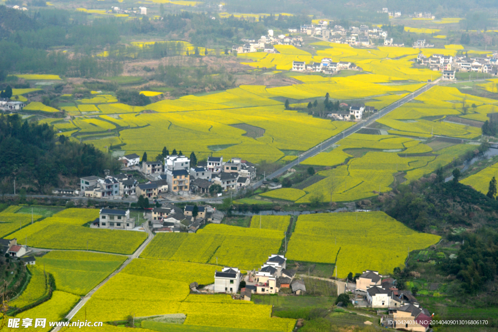 柯村油菜花海