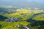 柯村油菜花海