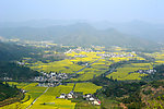 柯村油菜花海