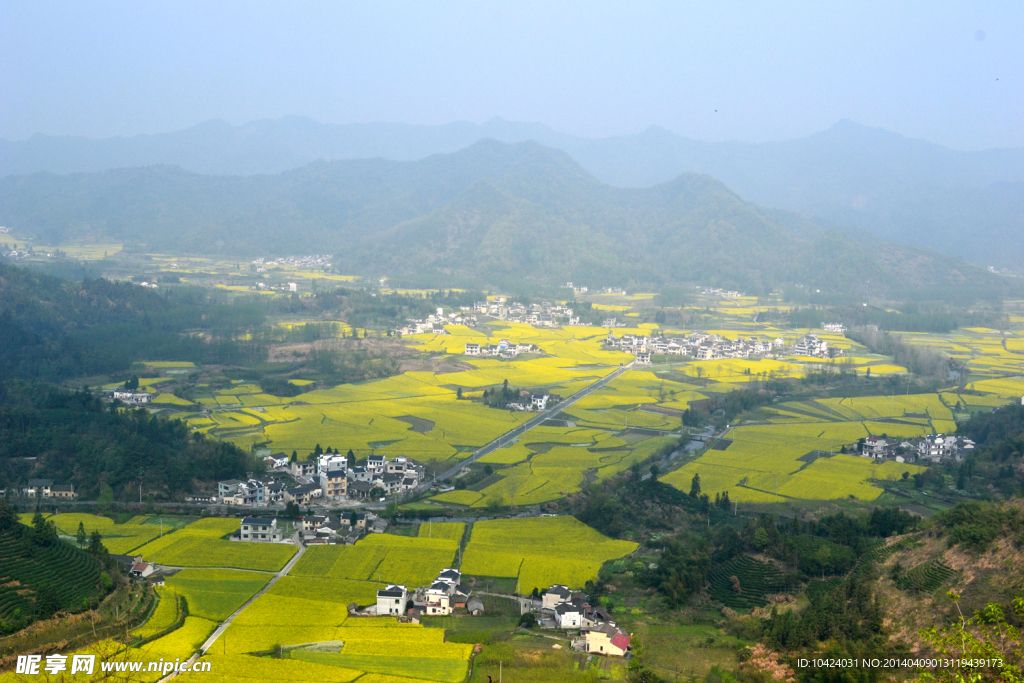 柯村油菜花海
