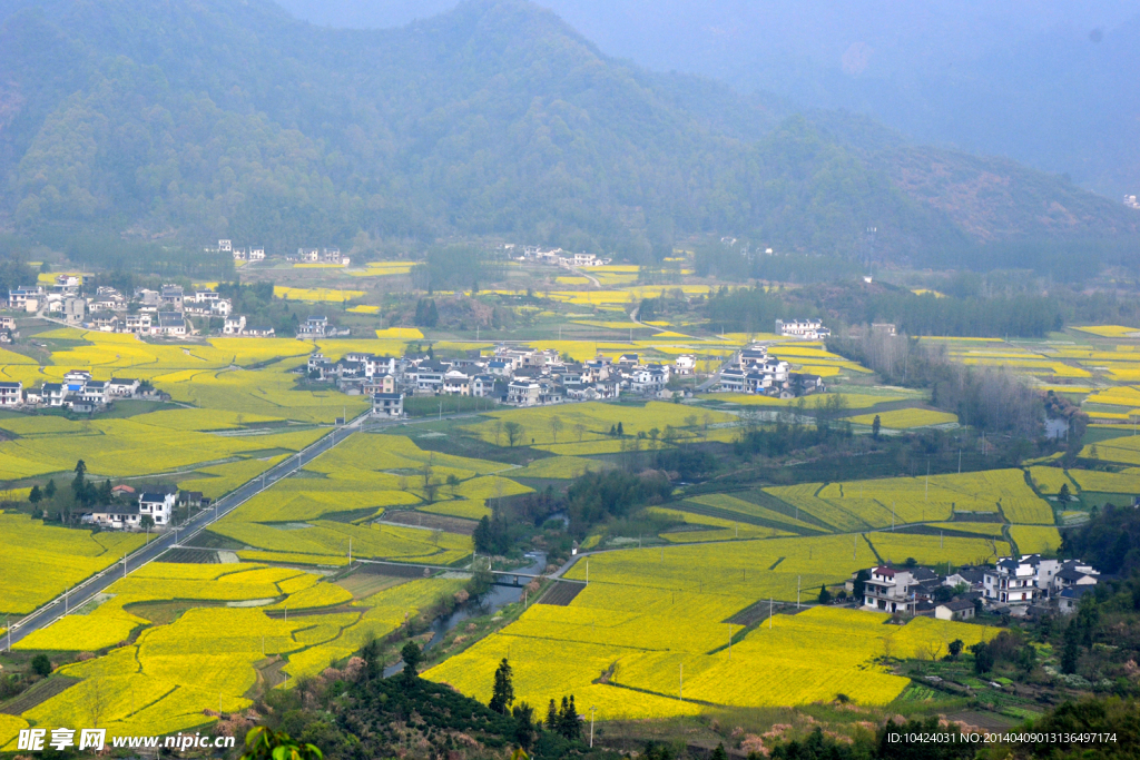 柯村油菜花海