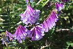 紫花苜蓿