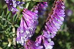 紫花苜蓿