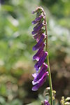 紫花苜蓿