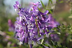 紫花苜蓿