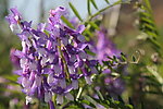 紫花苜蓿
