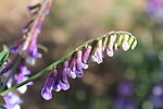 紫花苜蓿