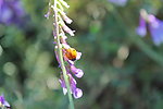 紫花苜蓿