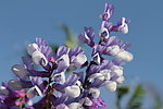 紫花苜蓿