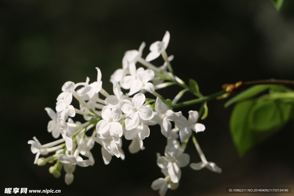 丁香花