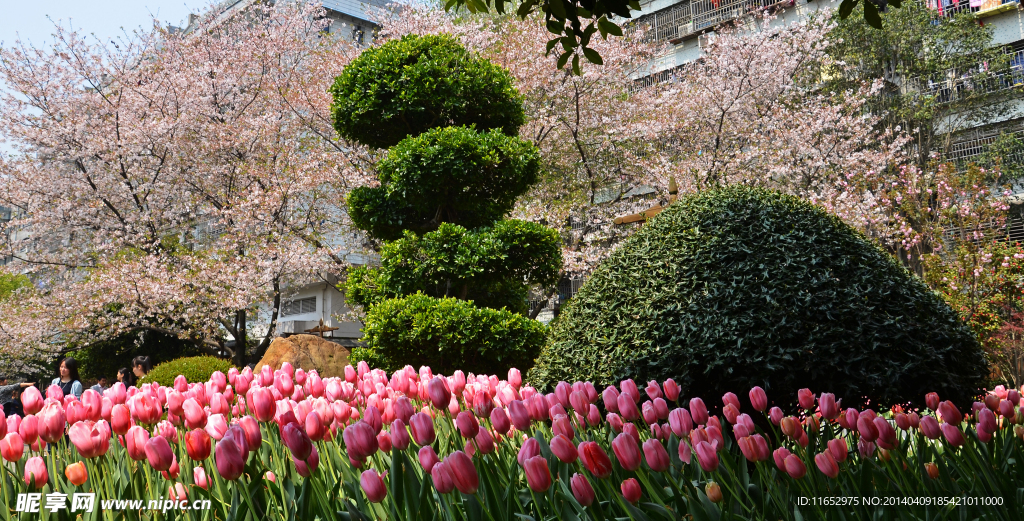 樱花烂漫