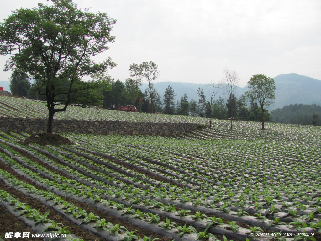 烟田