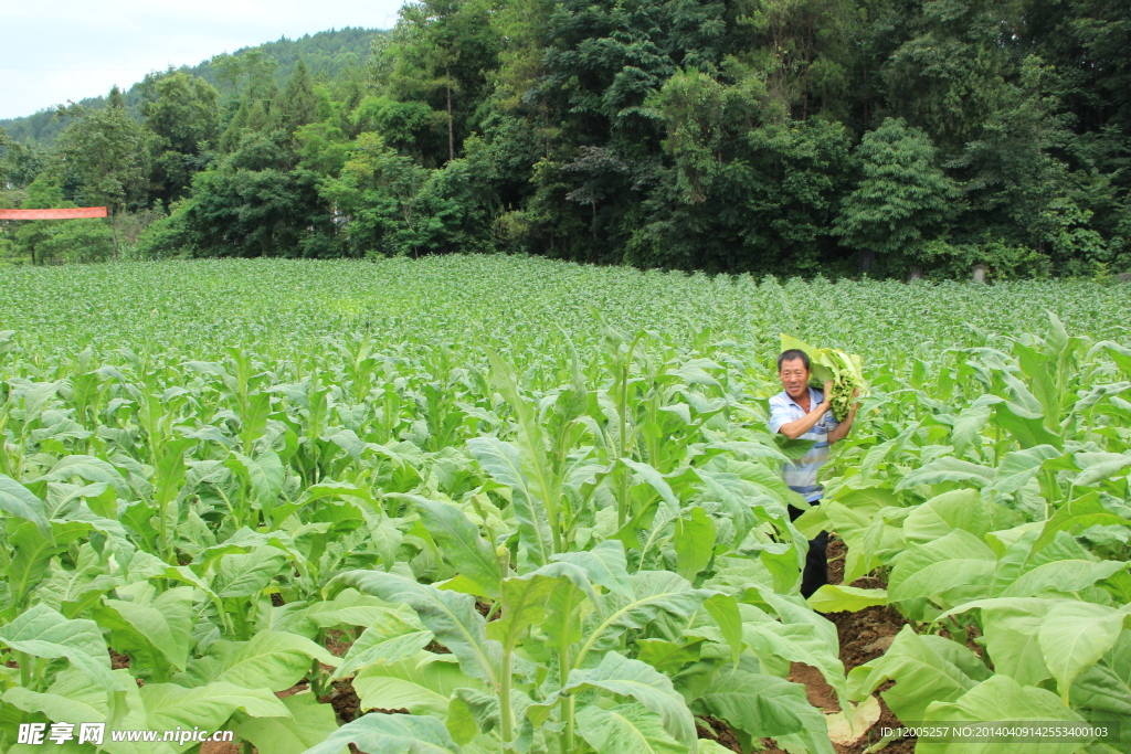 烟叶采摘