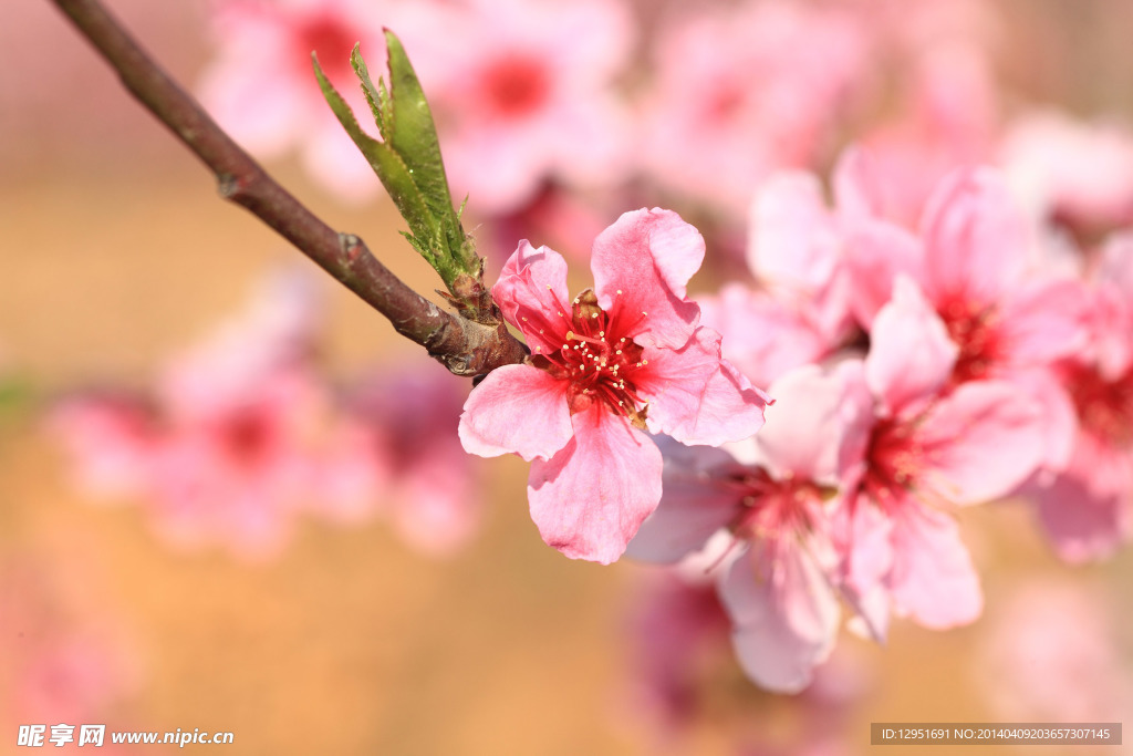 桃花