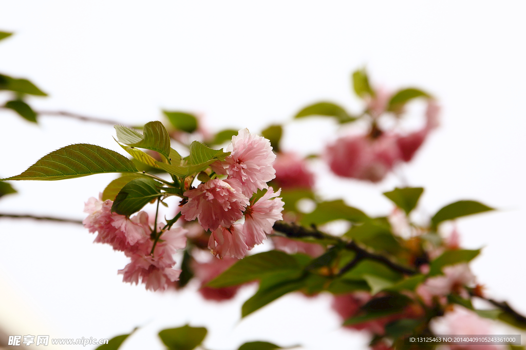 樱花